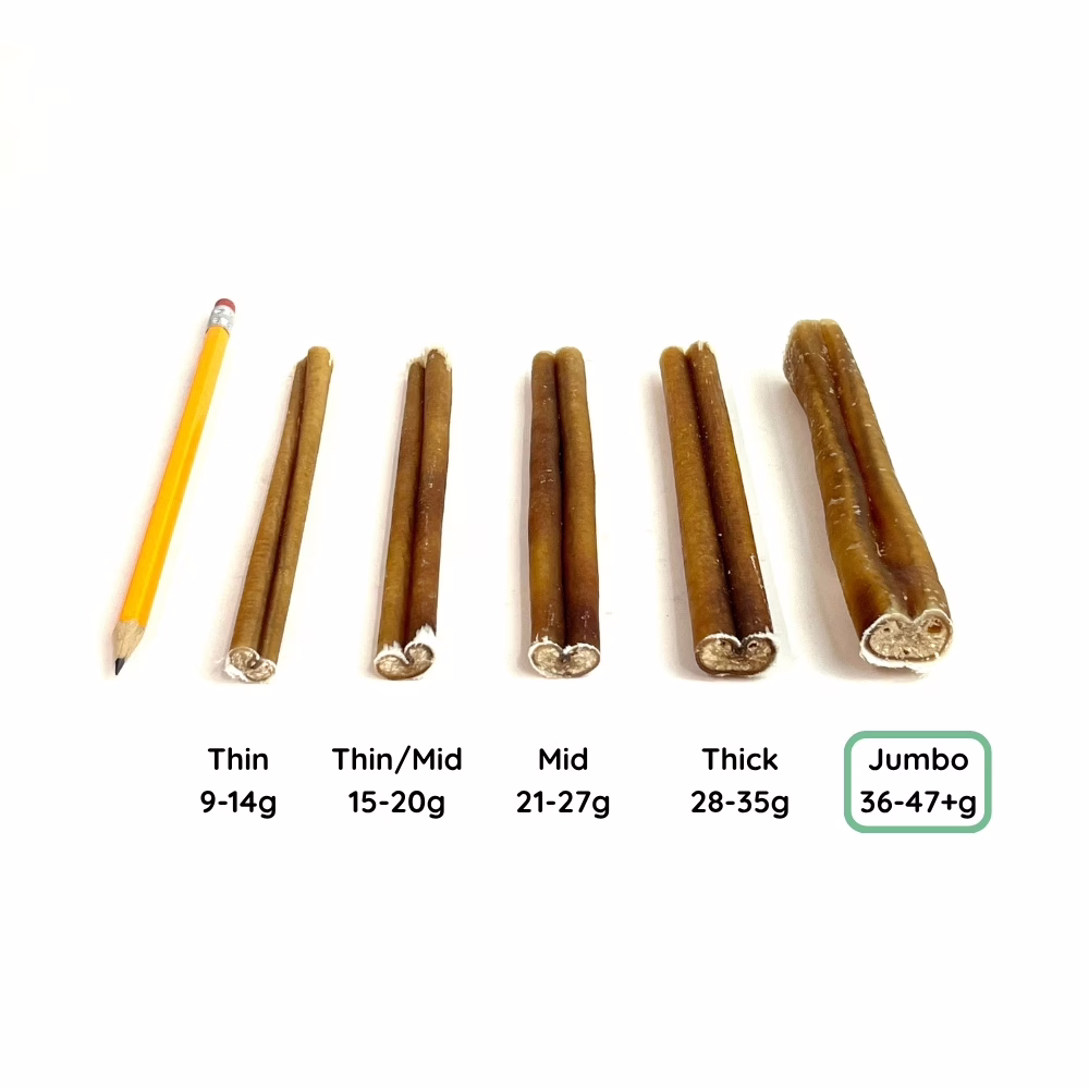 6" Bully Sticks | Jumbo (36-47+g) | Very Low Odor 5 12" Bully Stick Comparison Photo Jumbo (from an angle)
