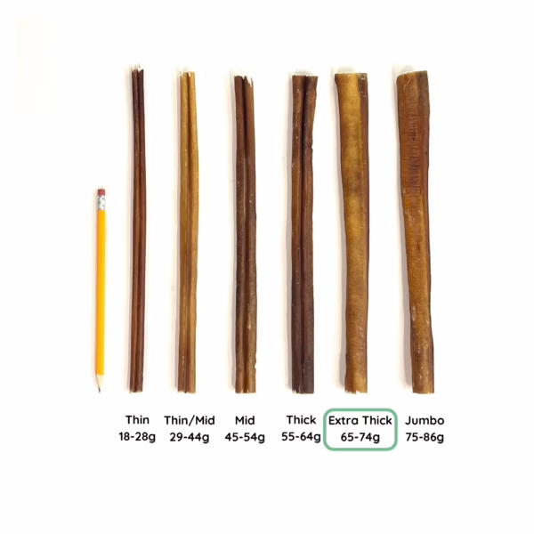 12" Bully Stick Comparison Photo Extra Thick (from above)