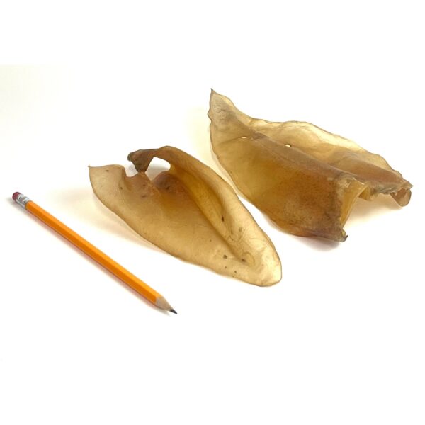 Cow ears next to a pencil