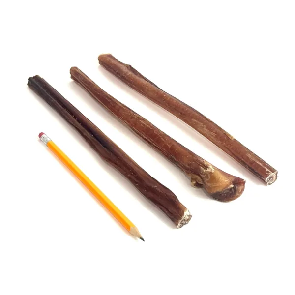 12" Bully Sticks Mid-Grade Thick with a pencil