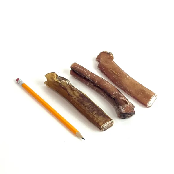 6" Extra Jumbo Bully Sticks with a pencil