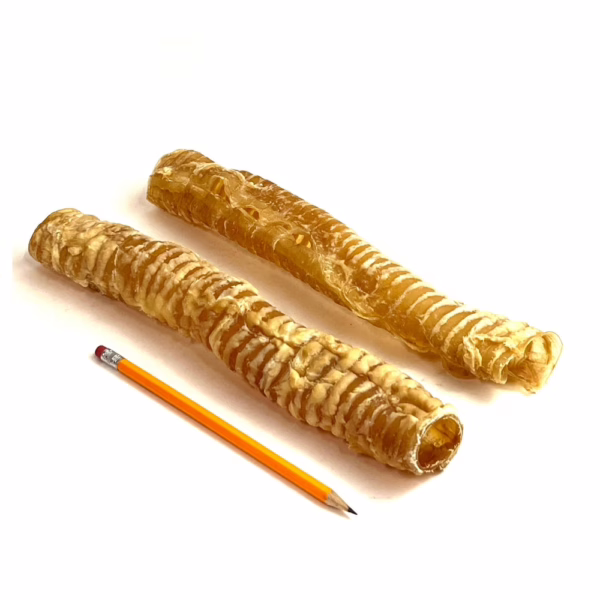12" beef trachea, very low odor, next to a pencil