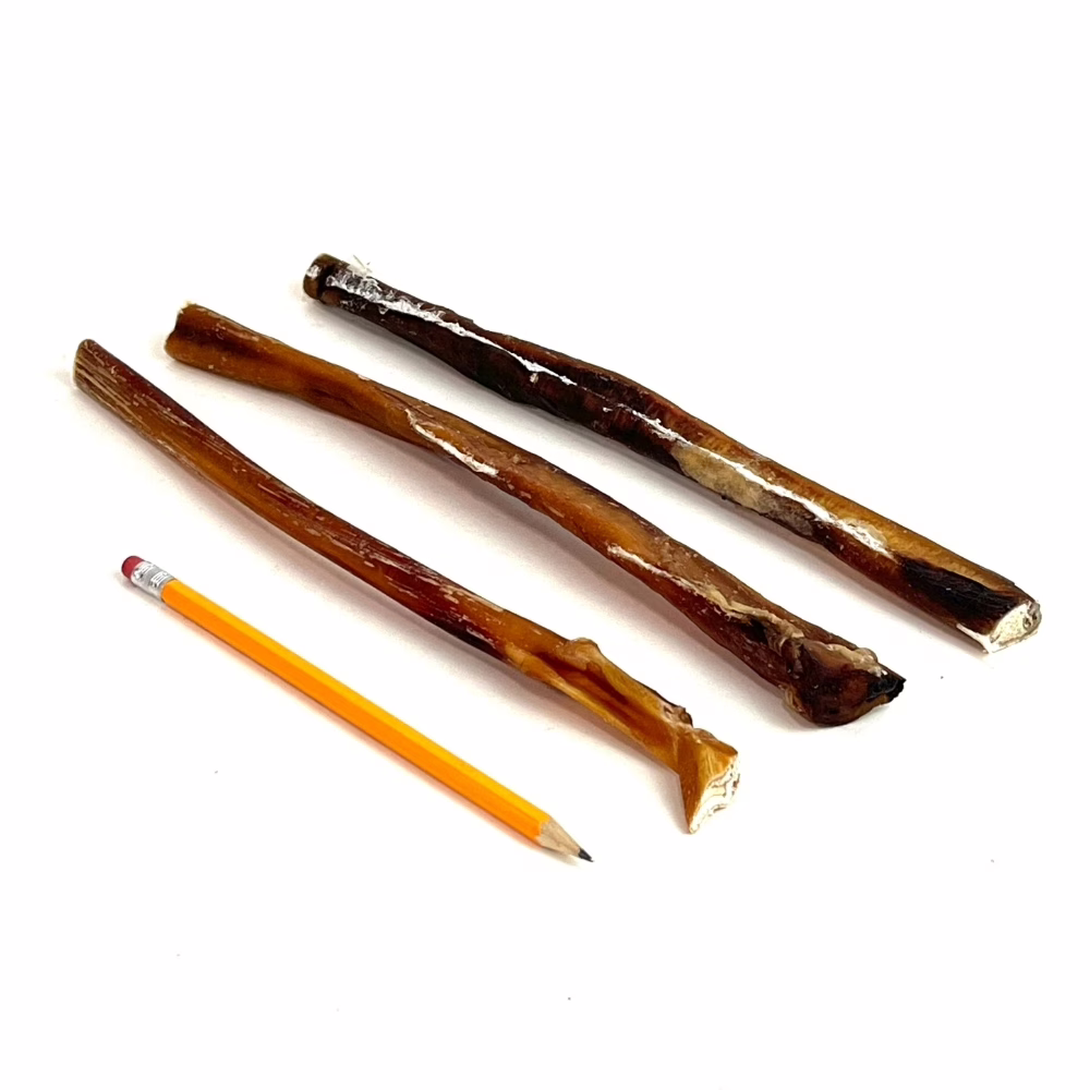 12" straight bully sticks, mid-thick,, imperfect appearance, very low odor, next to a pencil for comparison