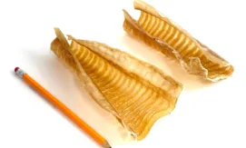 6" Collagen Sticks | Mid (17-24g) | Low Odor 5 6" beef trachea, partially open, very low odor, next to a pencil