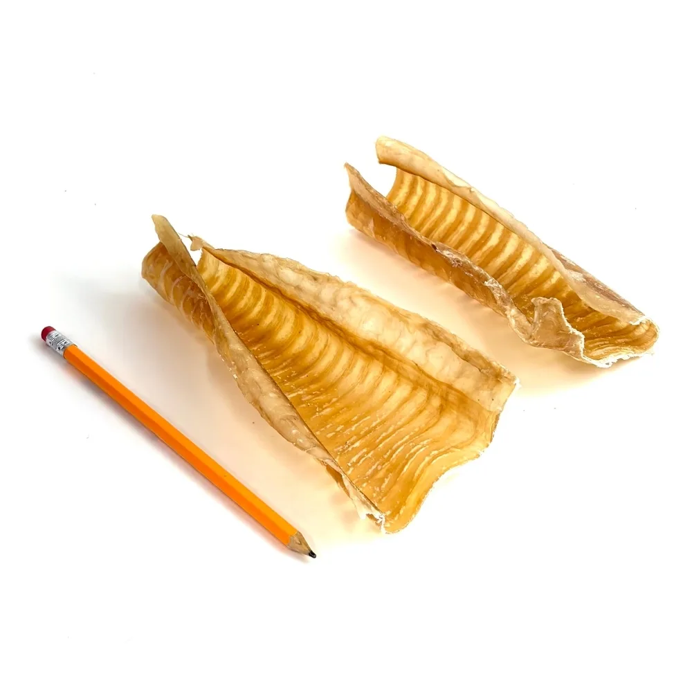 beef-trachea-partially-open-6-inch-very-low-odor-pencil-m1 6" beef trachea, partially open, very low odor, next to a pencil
