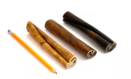 12" Beef Trachea | 40-100g | Very Low Odor 7 6" collagen sticks, jumbo, next to a pencil for comparison